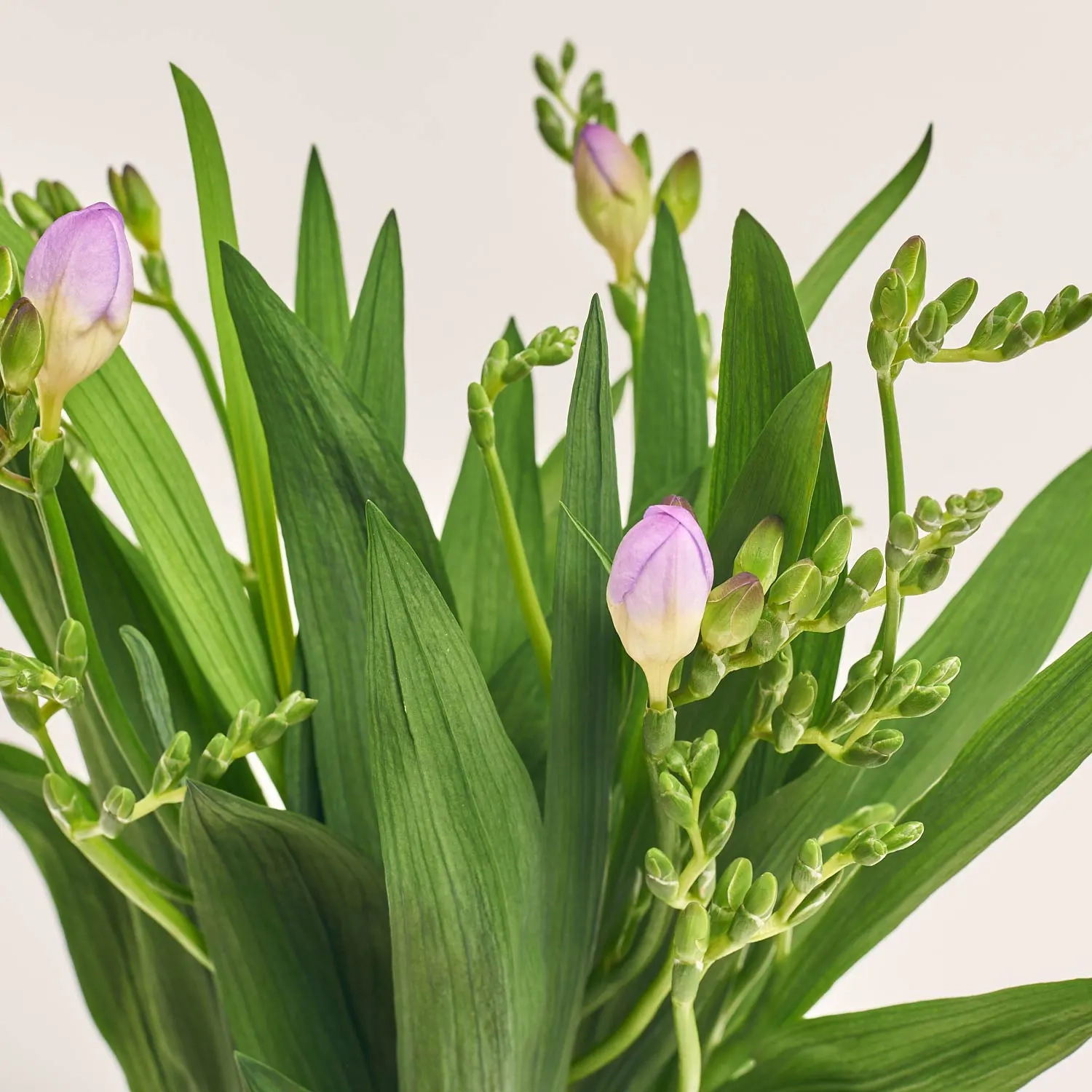 Зображення товару Фрезія фіолетова, артикул: 46725