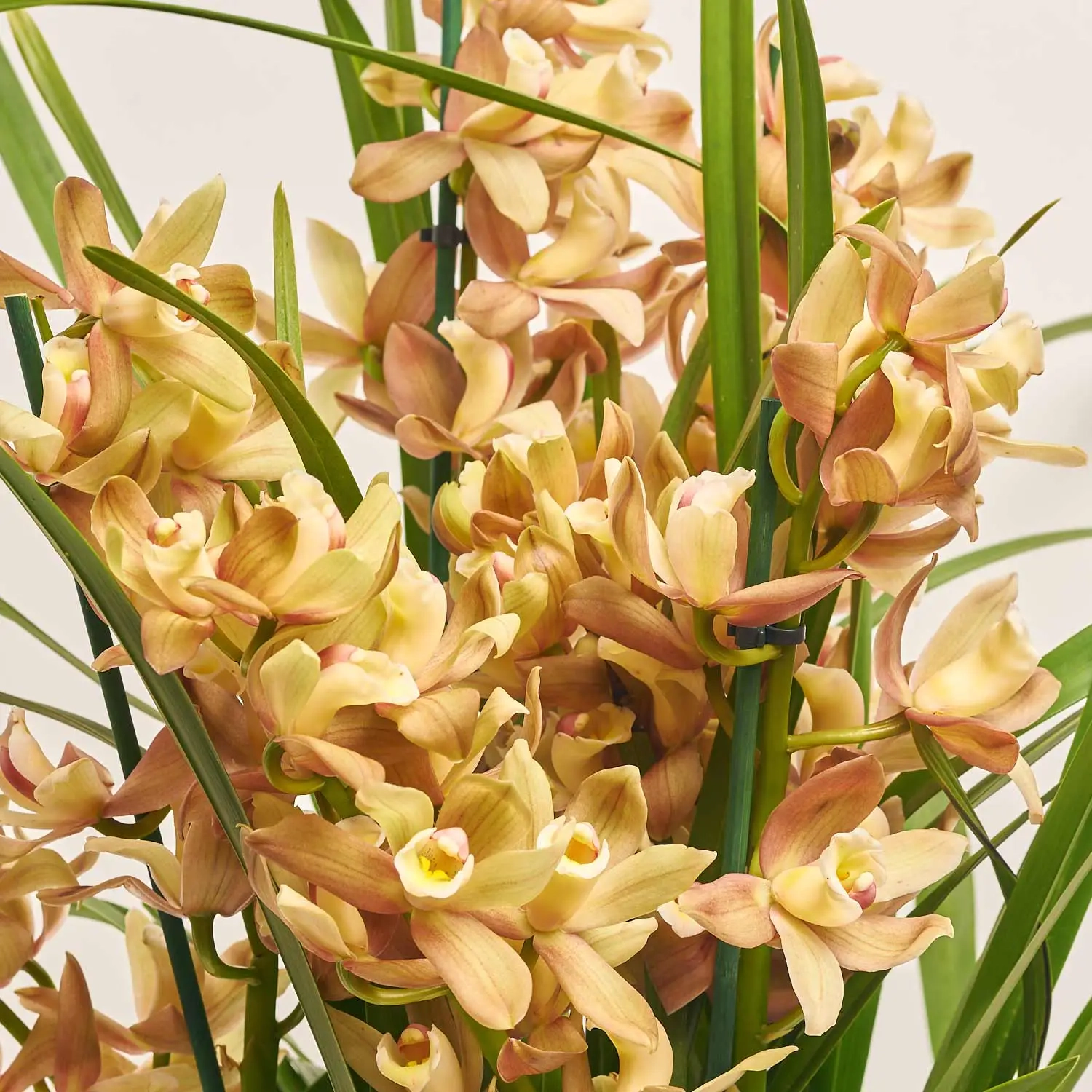 Цимбідіум мікс 6 ст., артикул: 21954 Зображення товару Цимбідіум мікс 6 ст., артикул: 21954