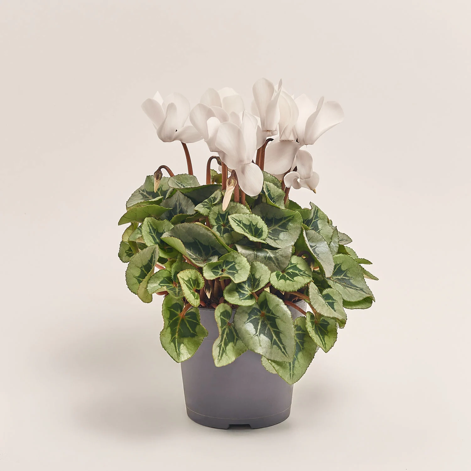 Зображення товару Цикламен Супер Рембренд мікс, артикул: 51018