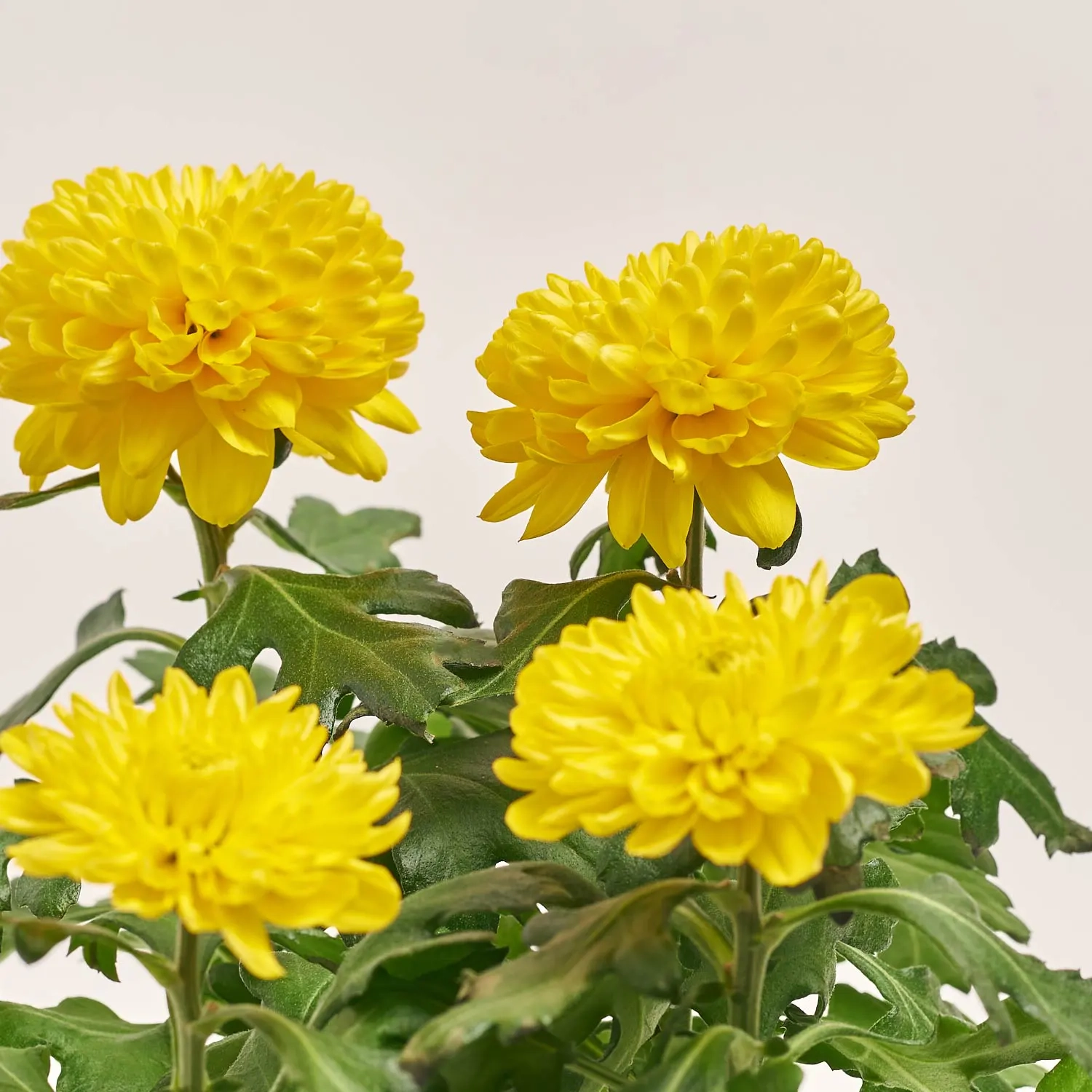 Зображення товару Хризантема Еббі мікс, артикул: 38549