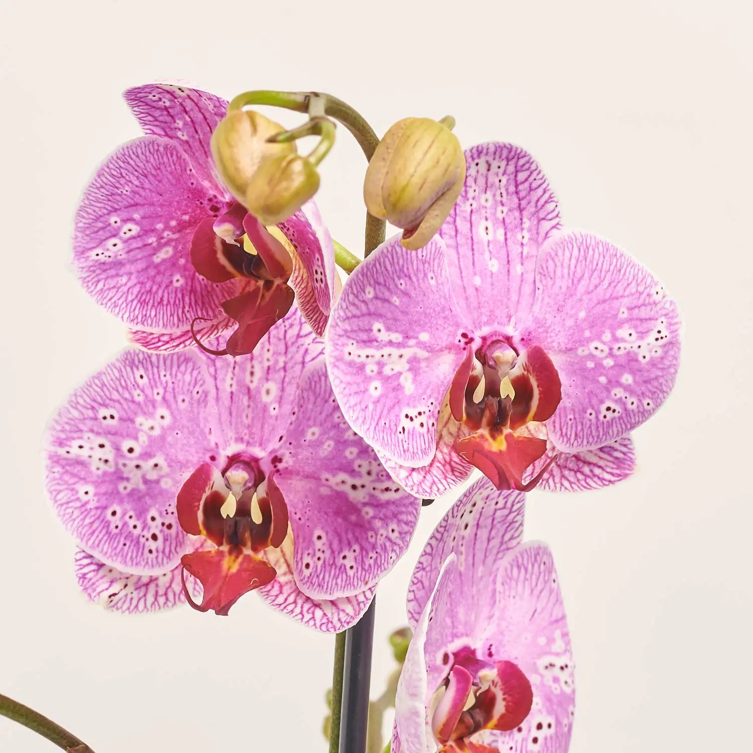 Зображення товару Фаленопсис 1ст. мікс, артикул: 17941