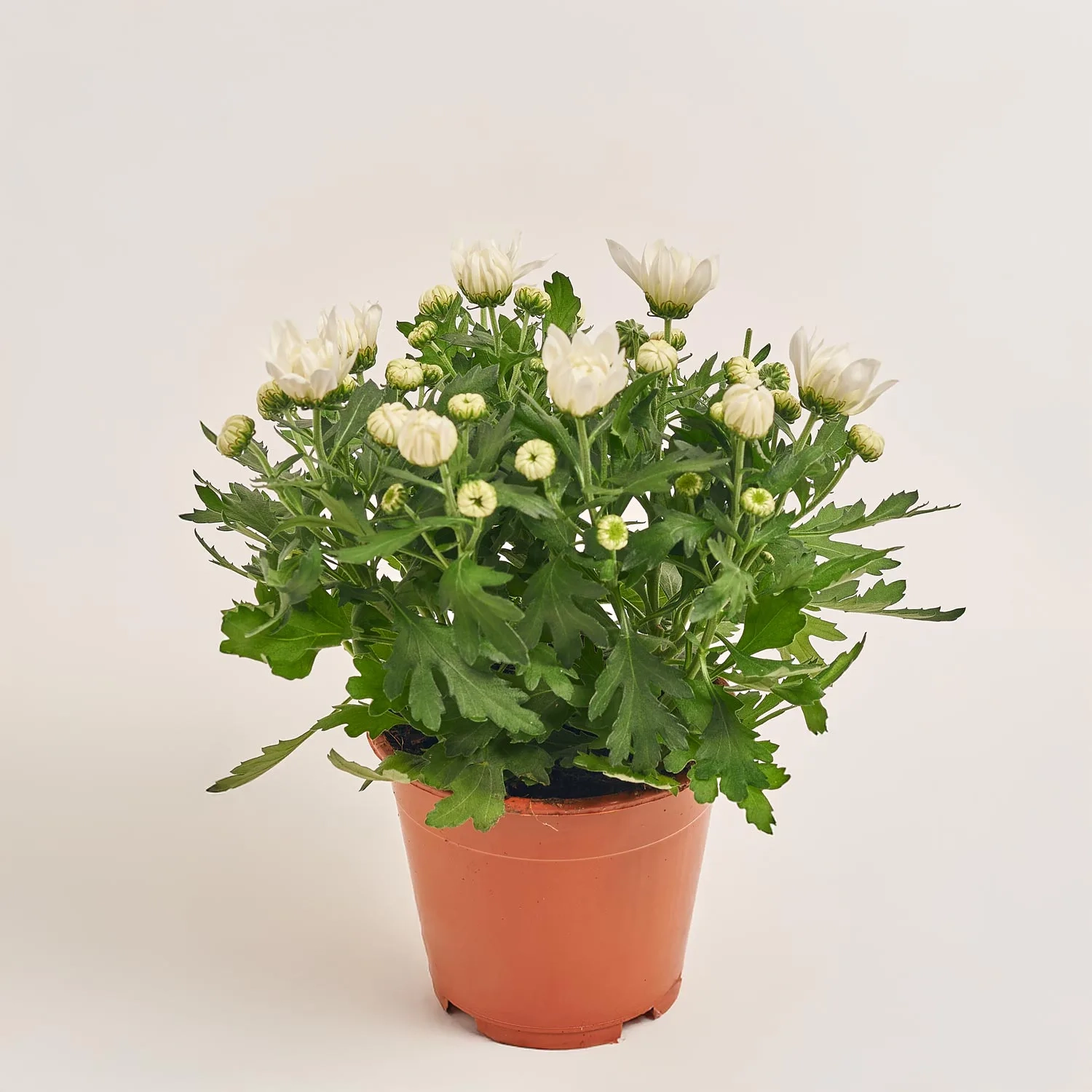 Зображення товару Хризантема Крістал біла, артикул: 46740