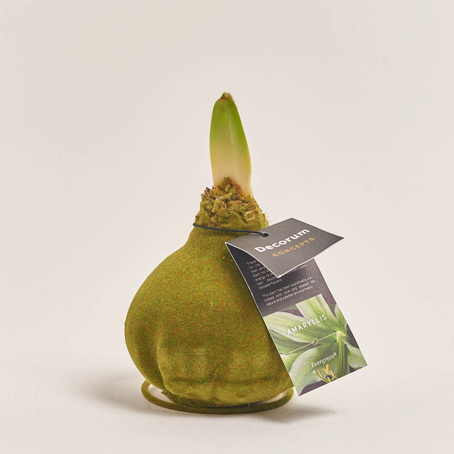 Зображення товару Амариліс "Вельвет Тач" Евергрін Декорум, артикул: 54371