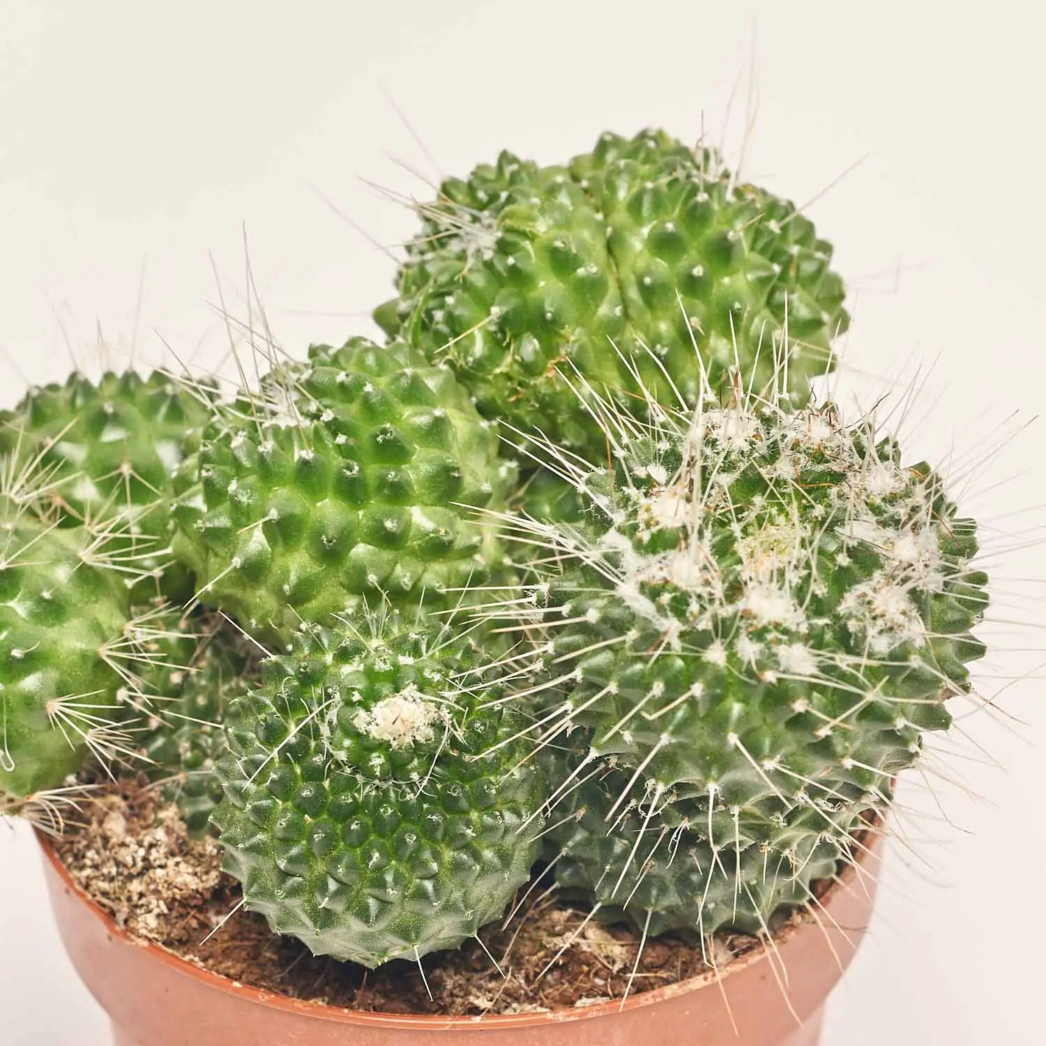 Зображення товару Кактус Бол мікс, артикул: 53324