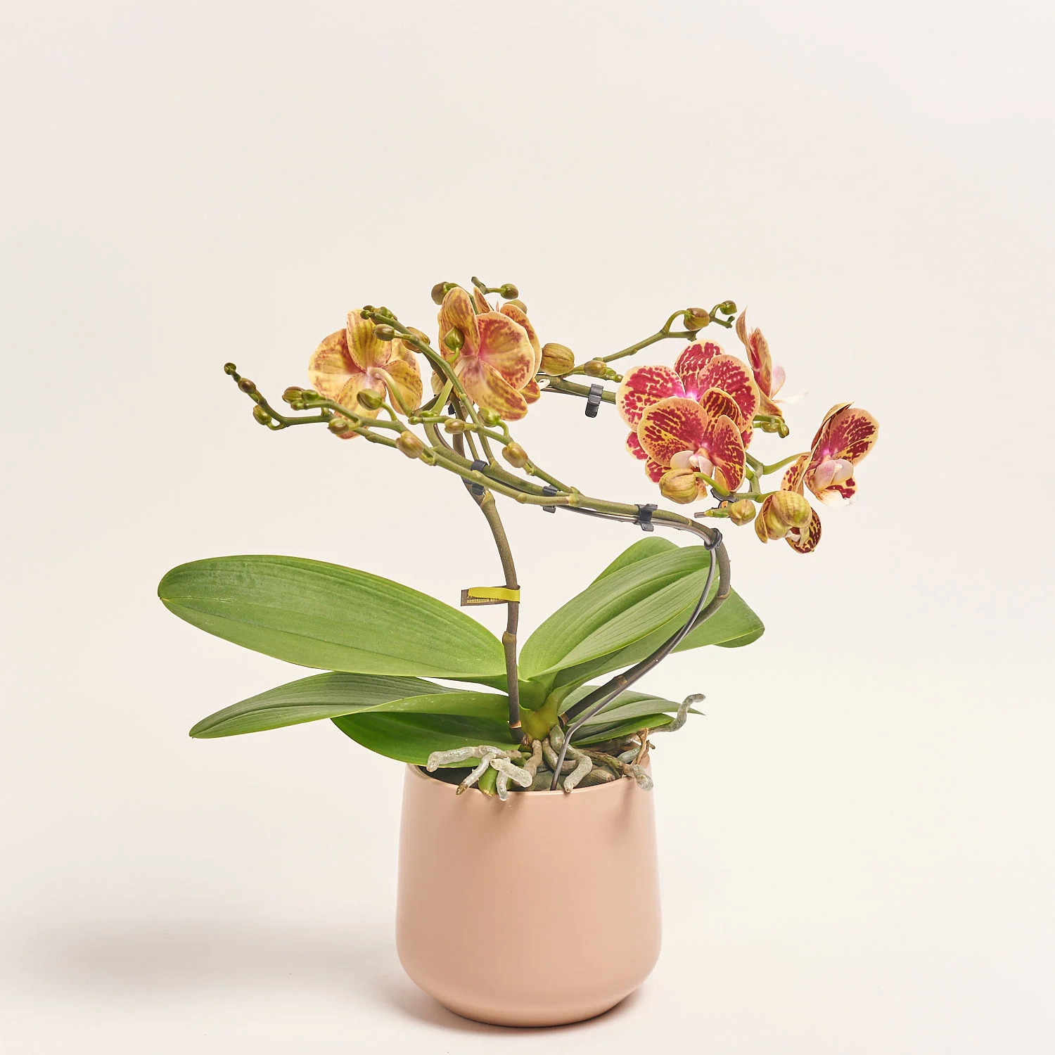 Зображення товару Фаленопсис "Діоро" 2ст. в кер., артикул: 56341