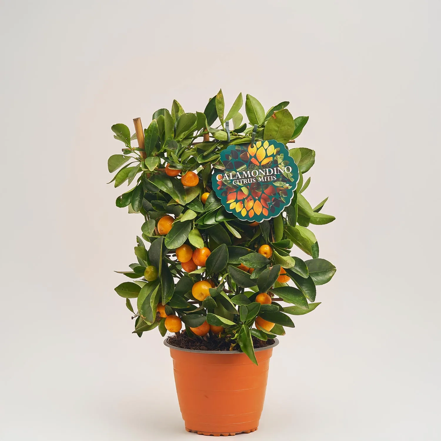 Цитрофортунелла мікрокарпа, артикул: 27314 Зображення товару Цитрофортунелла мікрокарпа, артикул: 27314