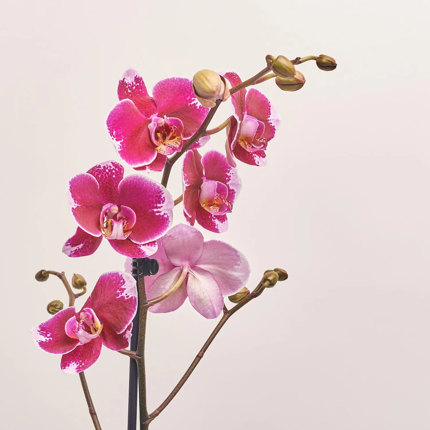 Фаленопсис 1ст. мікс, артикул: 49935 Зображення товару Фаленопсис 1ст. мікс, артикул: 49935