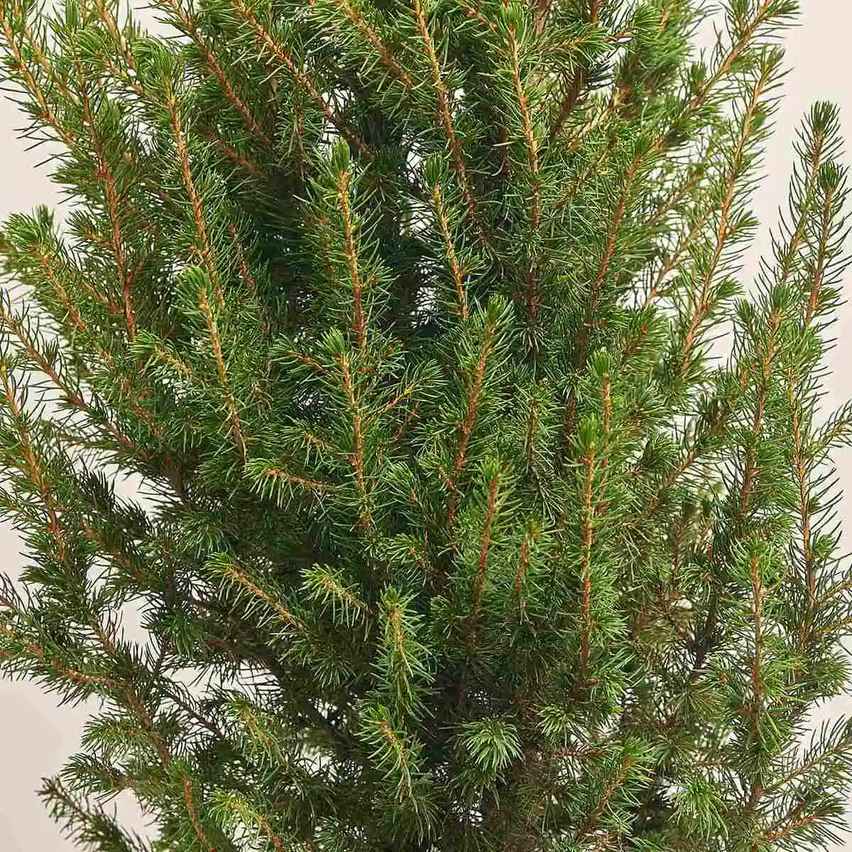 Зображення товару Ялина Десембер, артикул: 54174