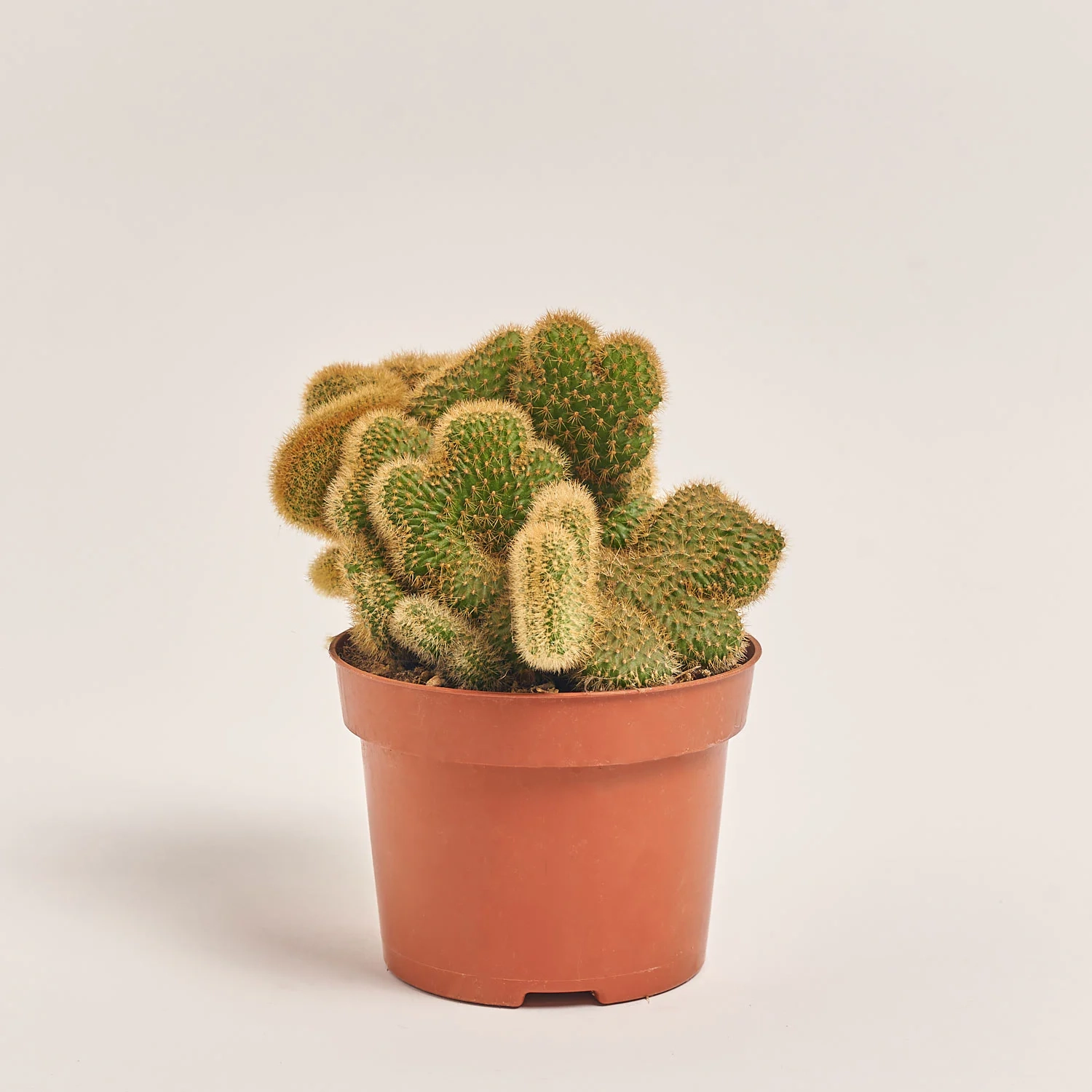 Зображення товару Кактус мікс, артикул: 46255