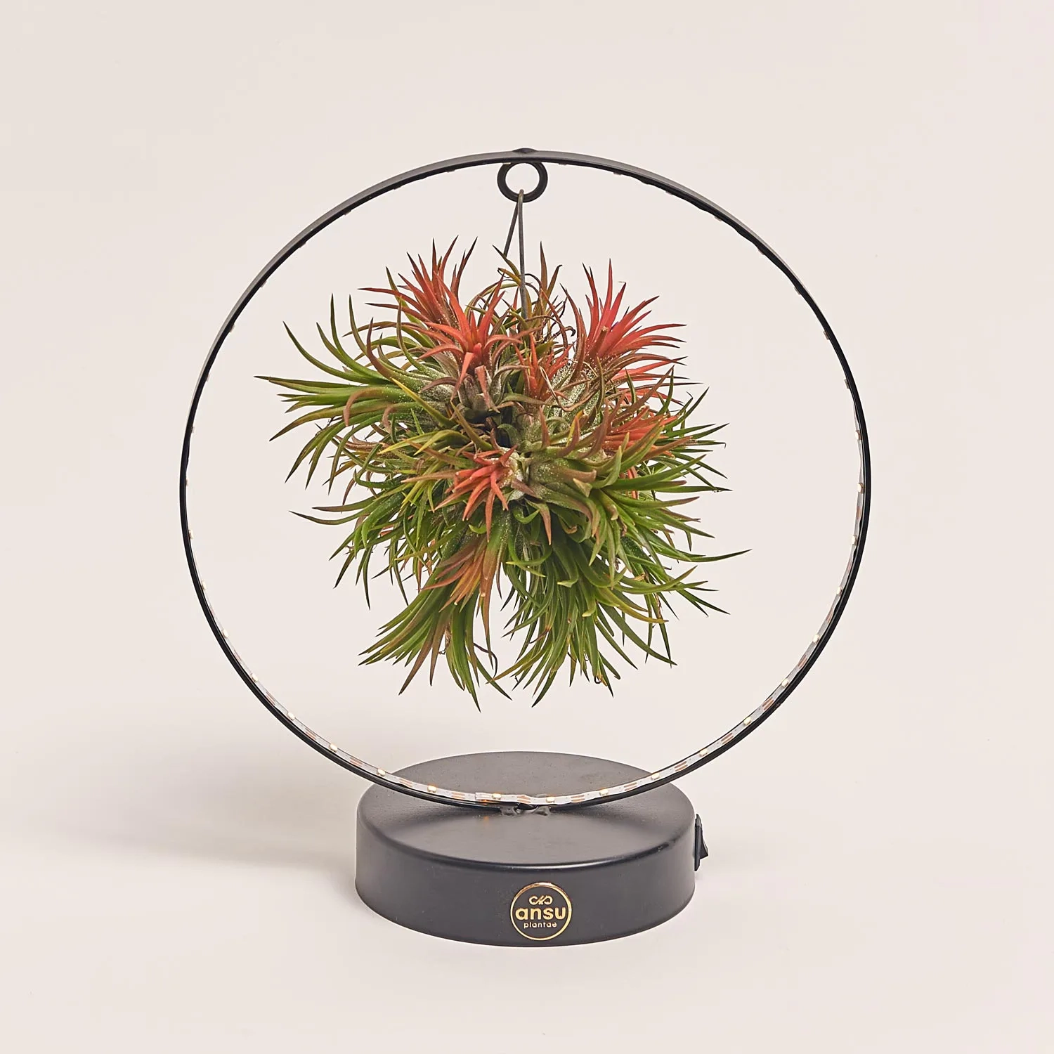 Тілландсія Рінг із підсвіткою, артикул: 54179 Зображення товару Тілландсія Рінг із підсвіткою, артикул: 54179