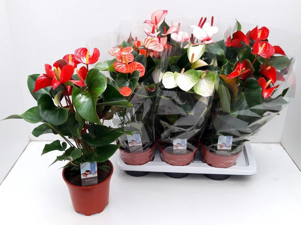 Зображення товару Антуріум мікс, артикул: 56719