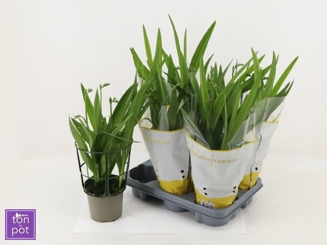 Зображення товару Фрезія жовта, артикул: 56058