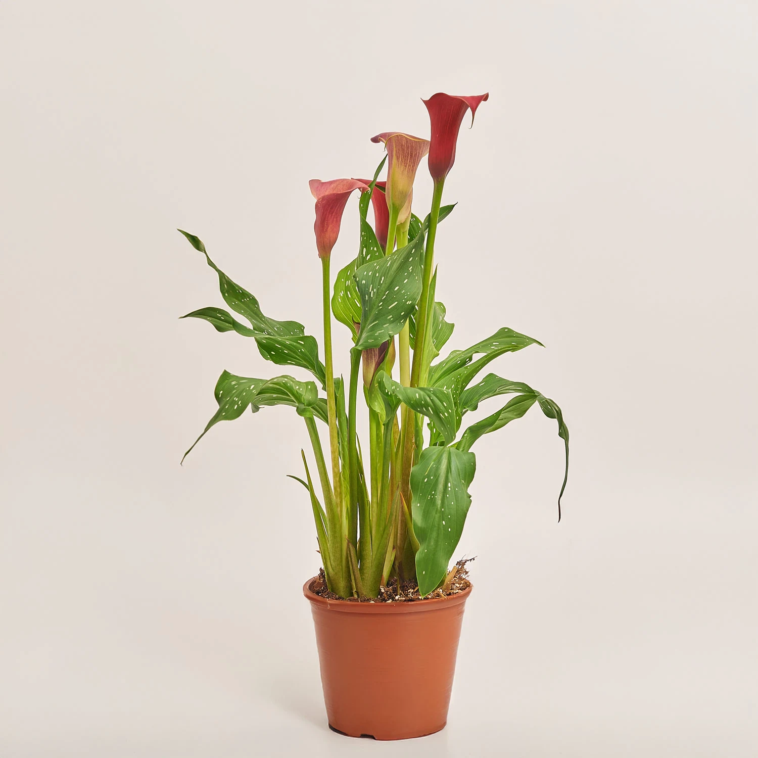 Зображення товару Зантедескія мікс, артикул: 28195