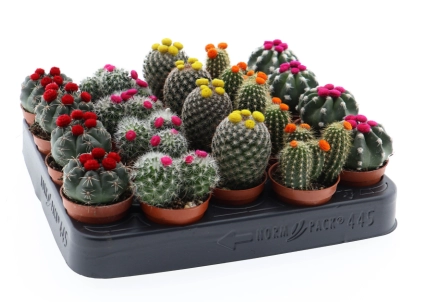 Кактус з квітами, артикул: 53320 Зображення товару Кактус з квітами, артикул: 53320