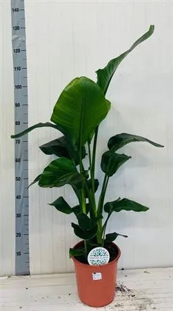 Стреліція Ніколай, артикул: 54061 Зображення товару Стреліція Ніколай, артикул: 54061