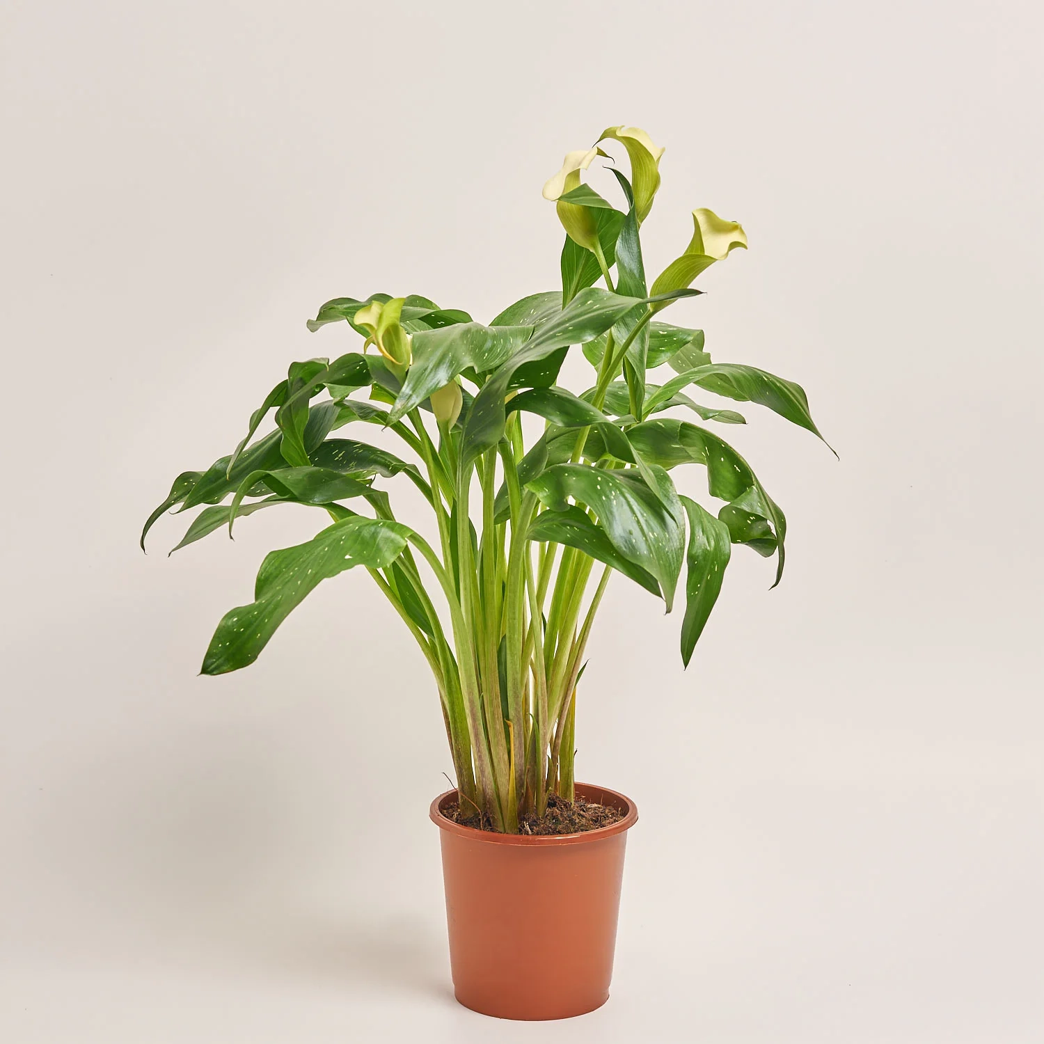 Зображення товару Зантедескія мікс, артикул: 23609