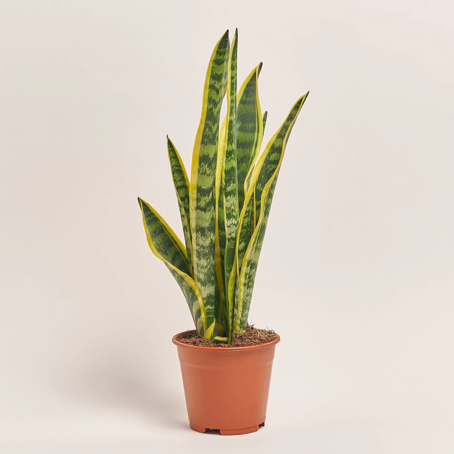 Сансевієрія Лауренті, артикул: 54595 Зображення товару Сансевієрія Лауренті, артикул: 54595