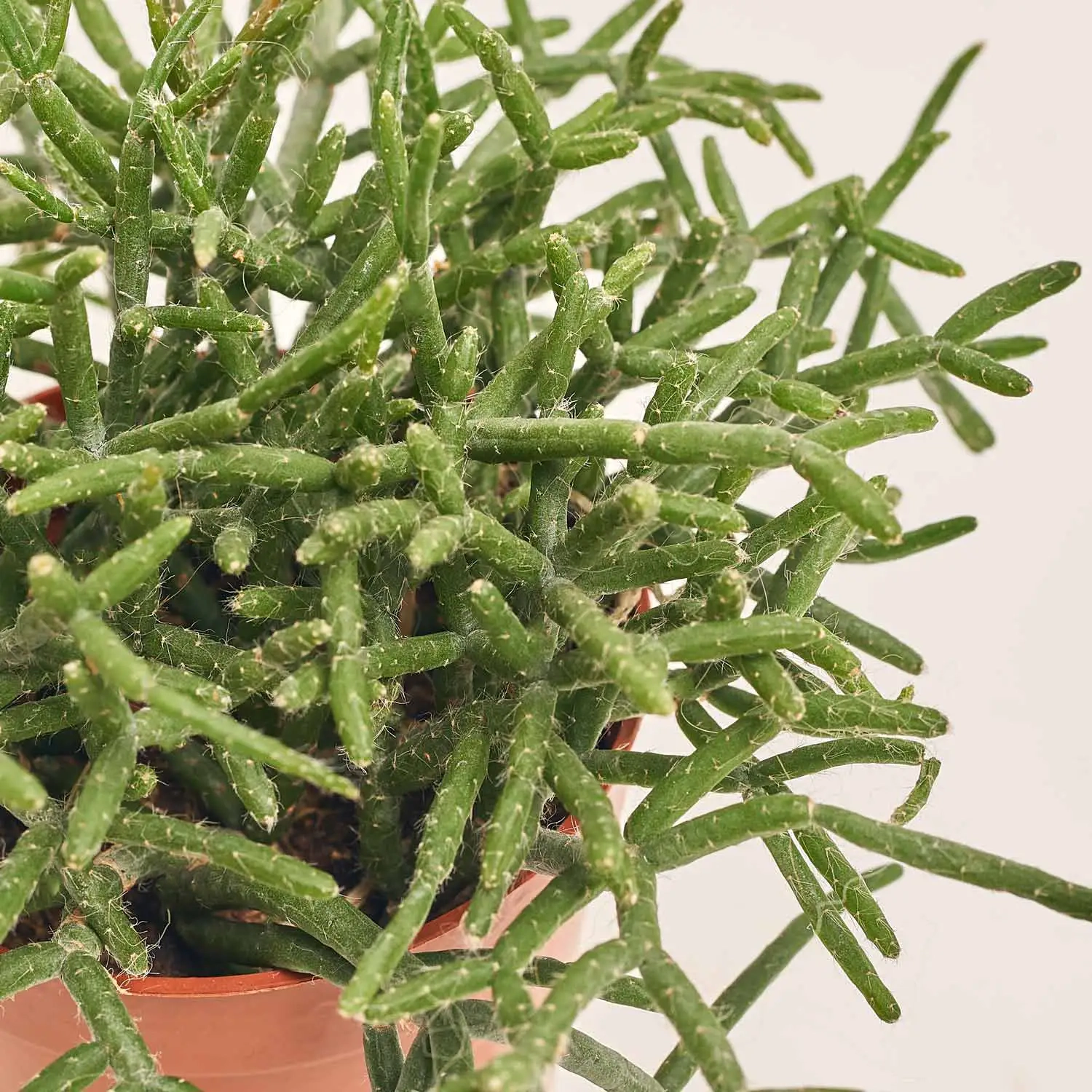 Зображення товару Рипсаліс мікс, артикул: 29885