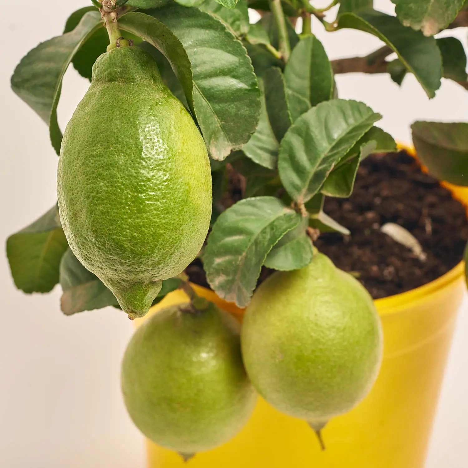 Зображення товару Цитрофортунелла Лимон, артикул: 52523