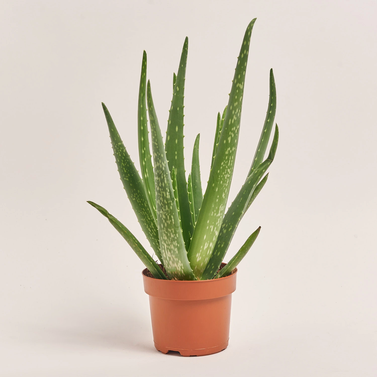 Зображення товару Алоє Вера, артикул: 54398