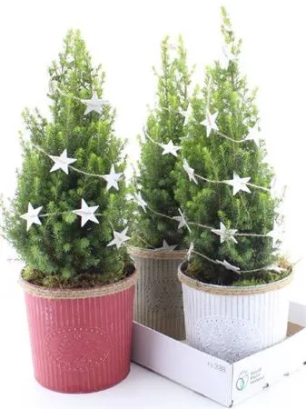 Зображення товару Ялина Магніфік у метал. відрі, артикул: 53600