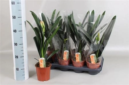 Клівія Мініатa, артикул: 37305 Зображення товару Клівія Мініатa, артикул: 37305