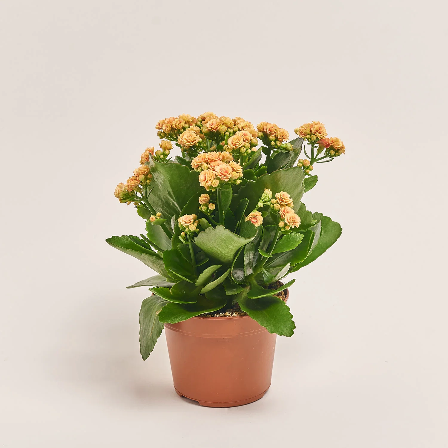 Зображення товару Каланхоє мікс, артикул: 25739