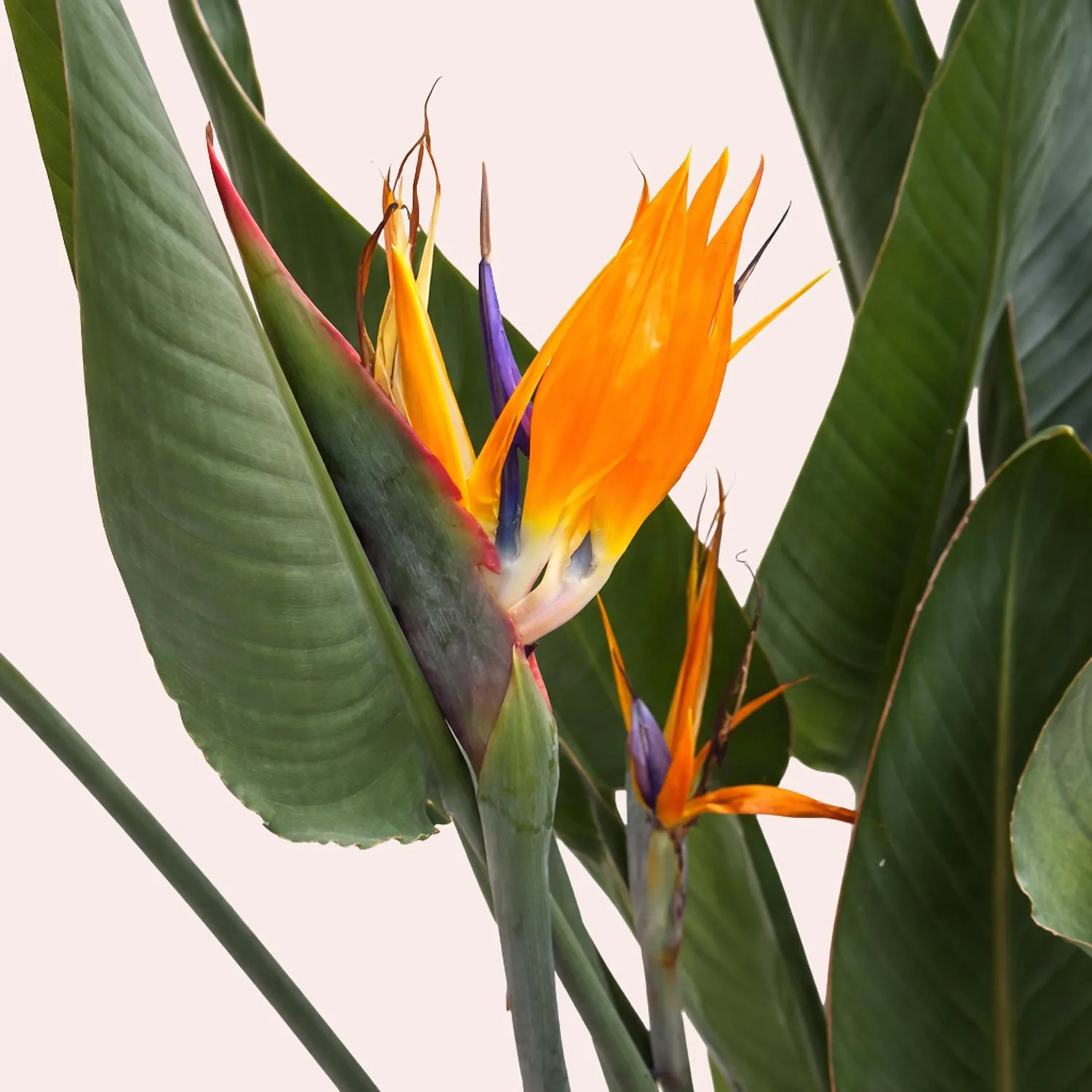 Зображення товару Стреліція Регіна, артикул: 53605