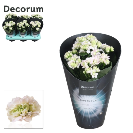 Зображення товару Каланхоє Супернова Пінкіш Вайт Decorum, артикул: 57222