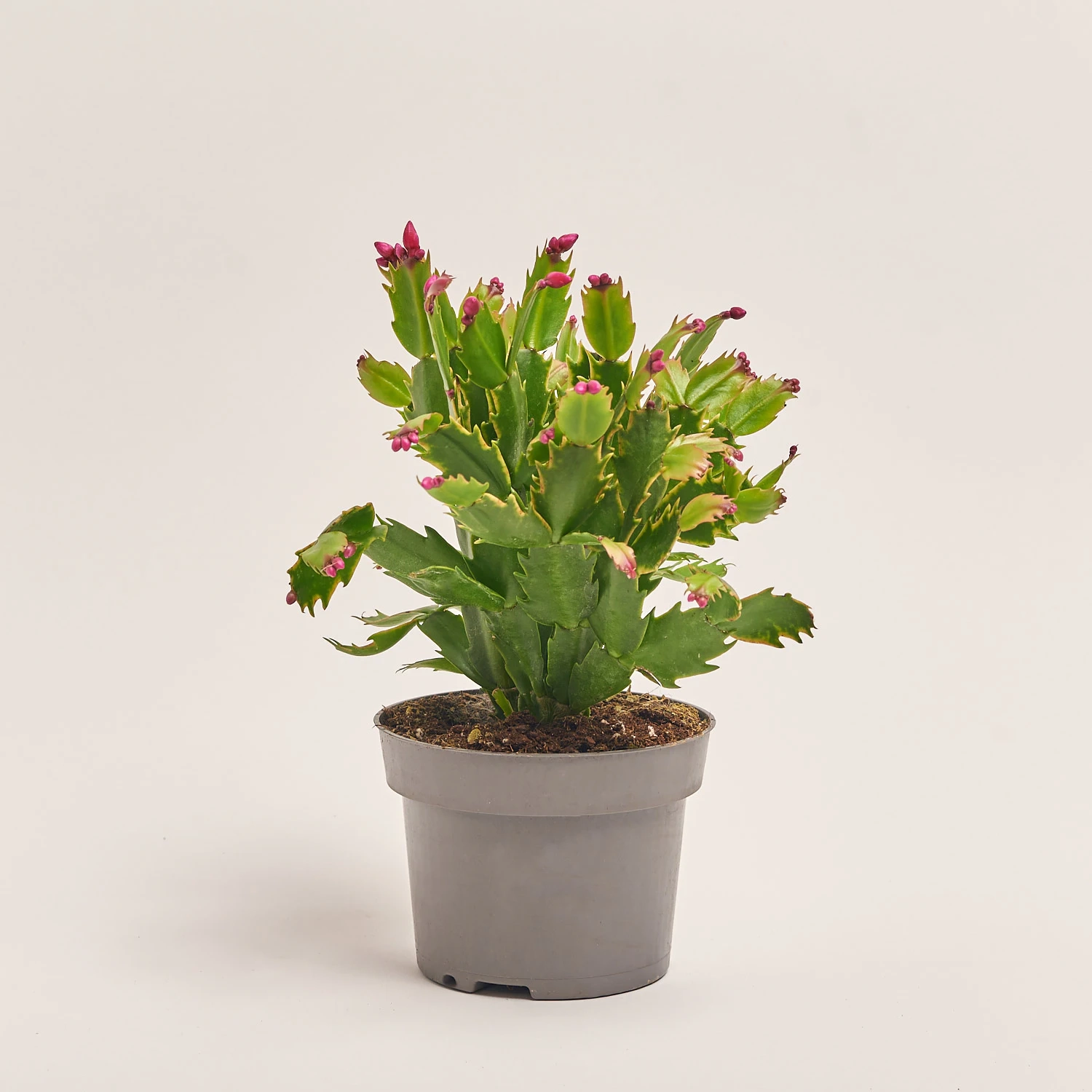 Зображення товару Шлюмбергера мікс, артикул: 1309