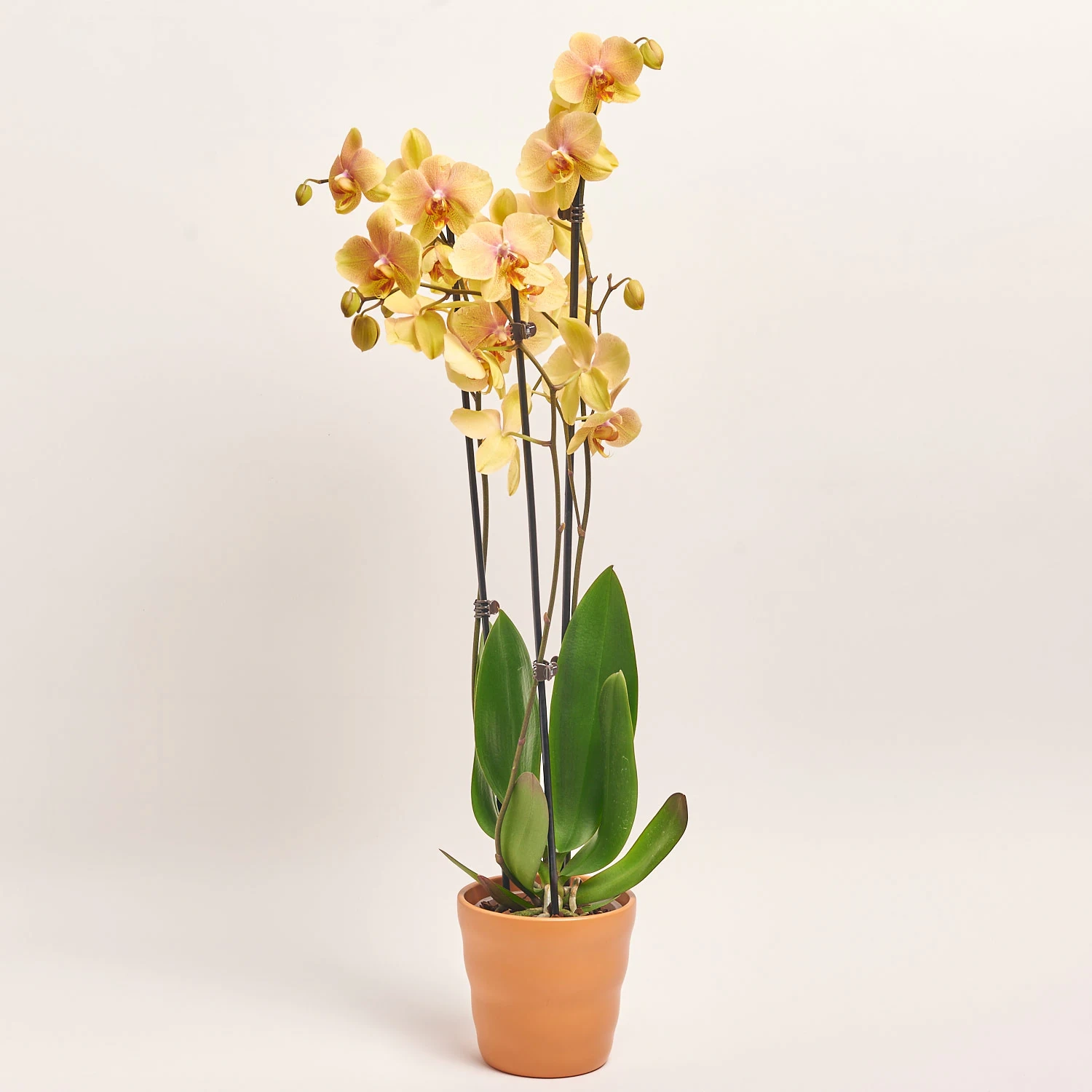 Зображення товару Фаленопсис помаранчевий та Кашпо Сет 225, артикул: 56147