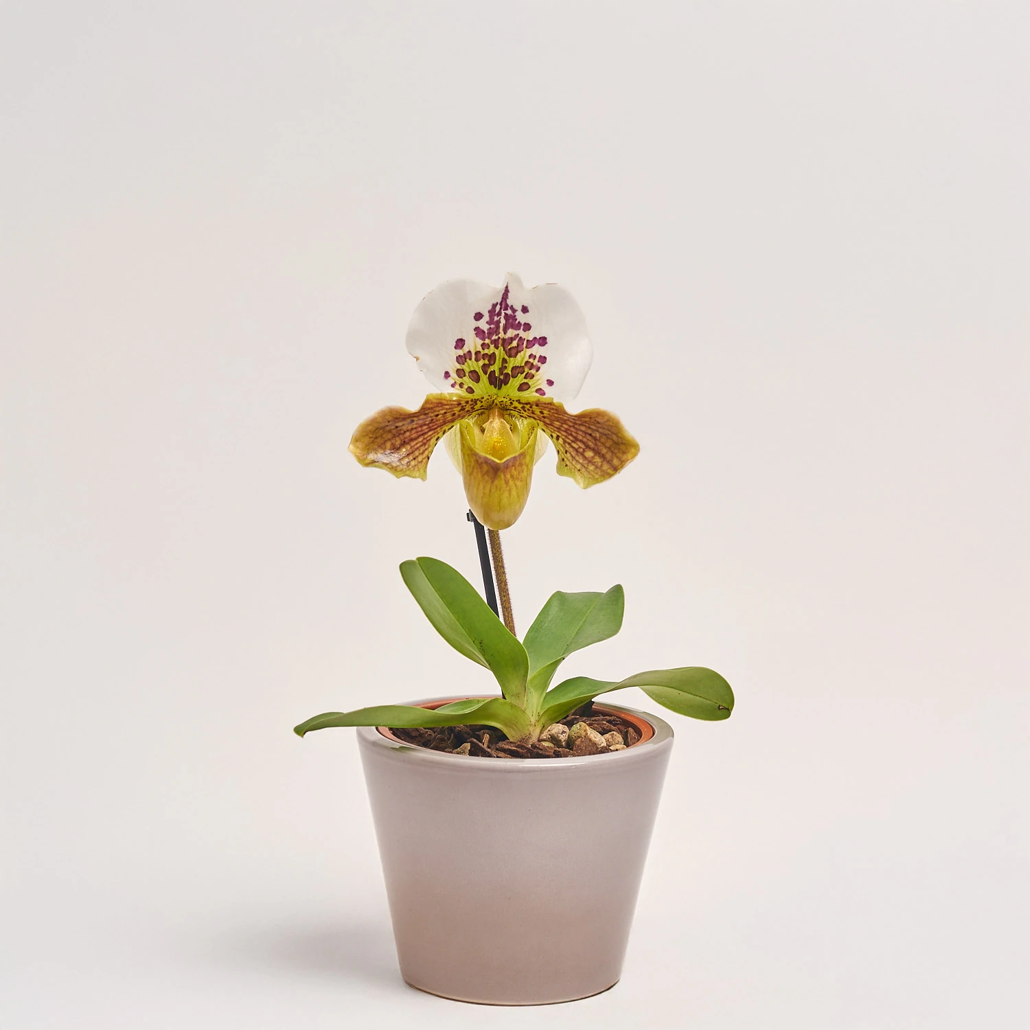 Пафіопеділум Америка, артикул: 55605 Зображення товару Пафіопеділум Америка, артикул: 55605