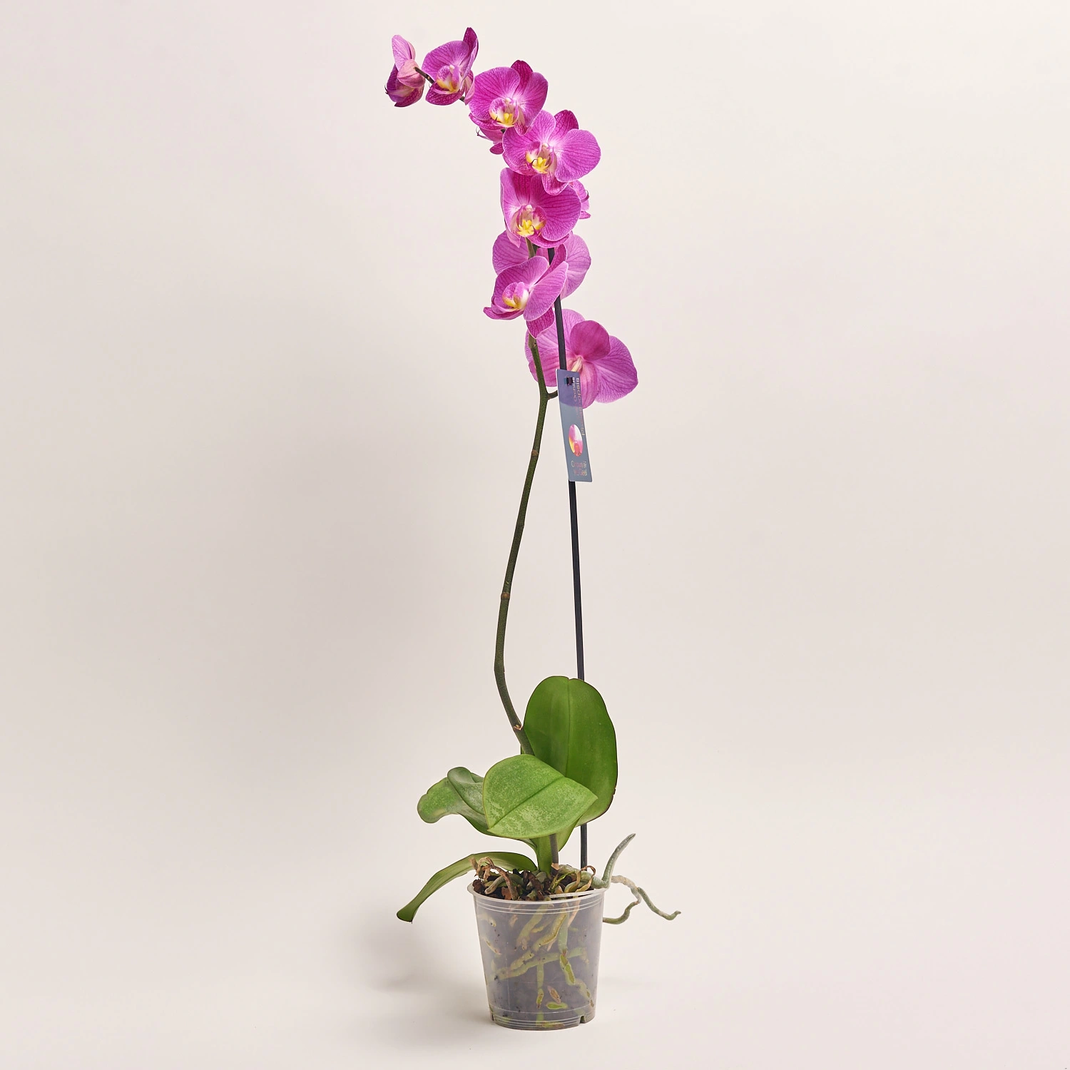 Фаленопсис 1ст. мікс, артикул: 18850 Зображення товару Фаленопсис 1ст. мікс, артикул: 18850