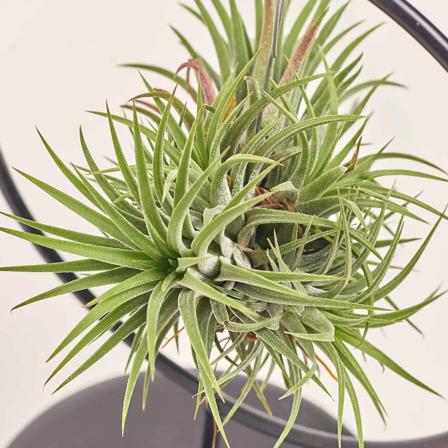 Тілландсія Куб-Рінг мікс, артикул: 52608 Зображення товару Тілландсія Куб-Рінг мікс, артикул: 52608