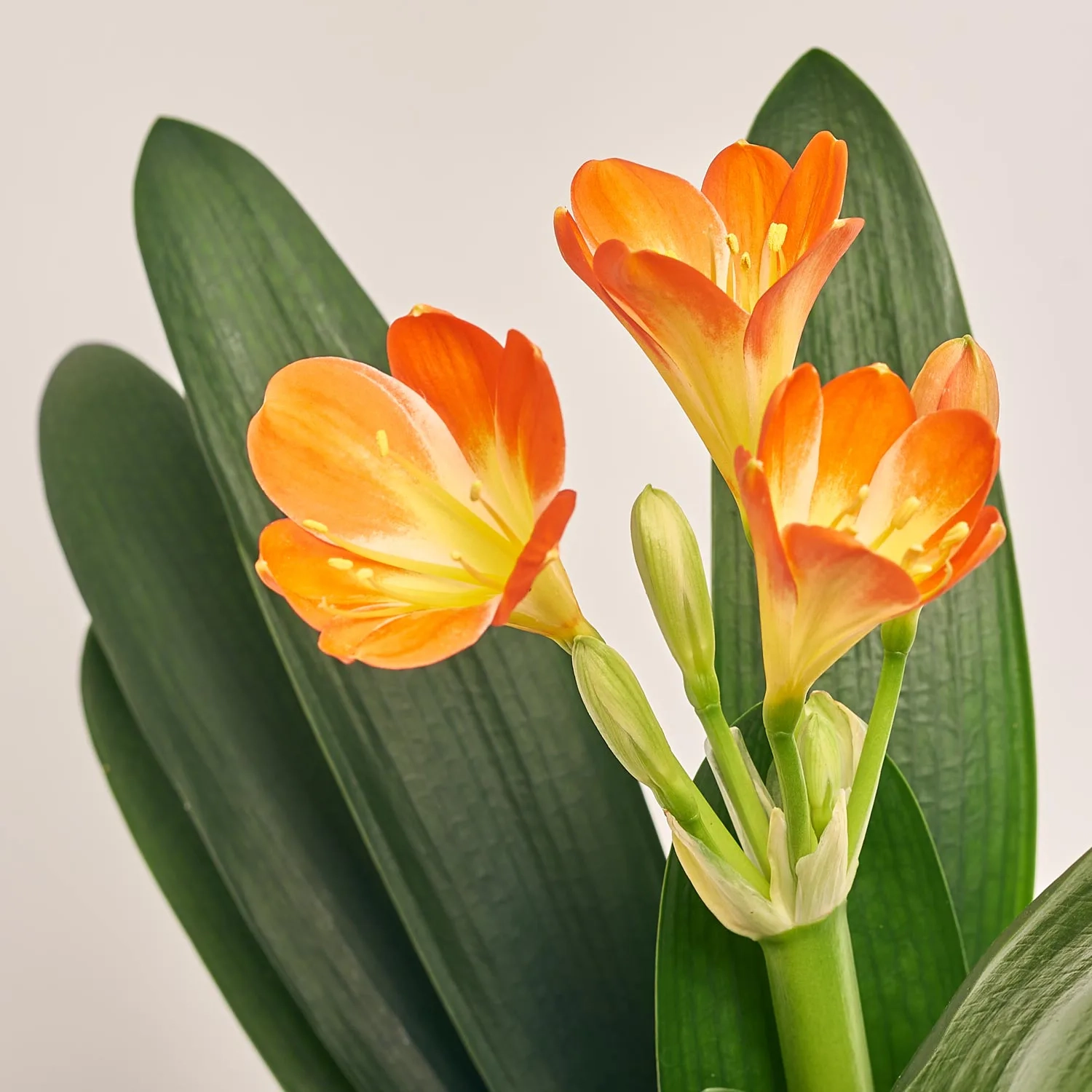 Зображення товару Клівія Мініата, артикул: 31176