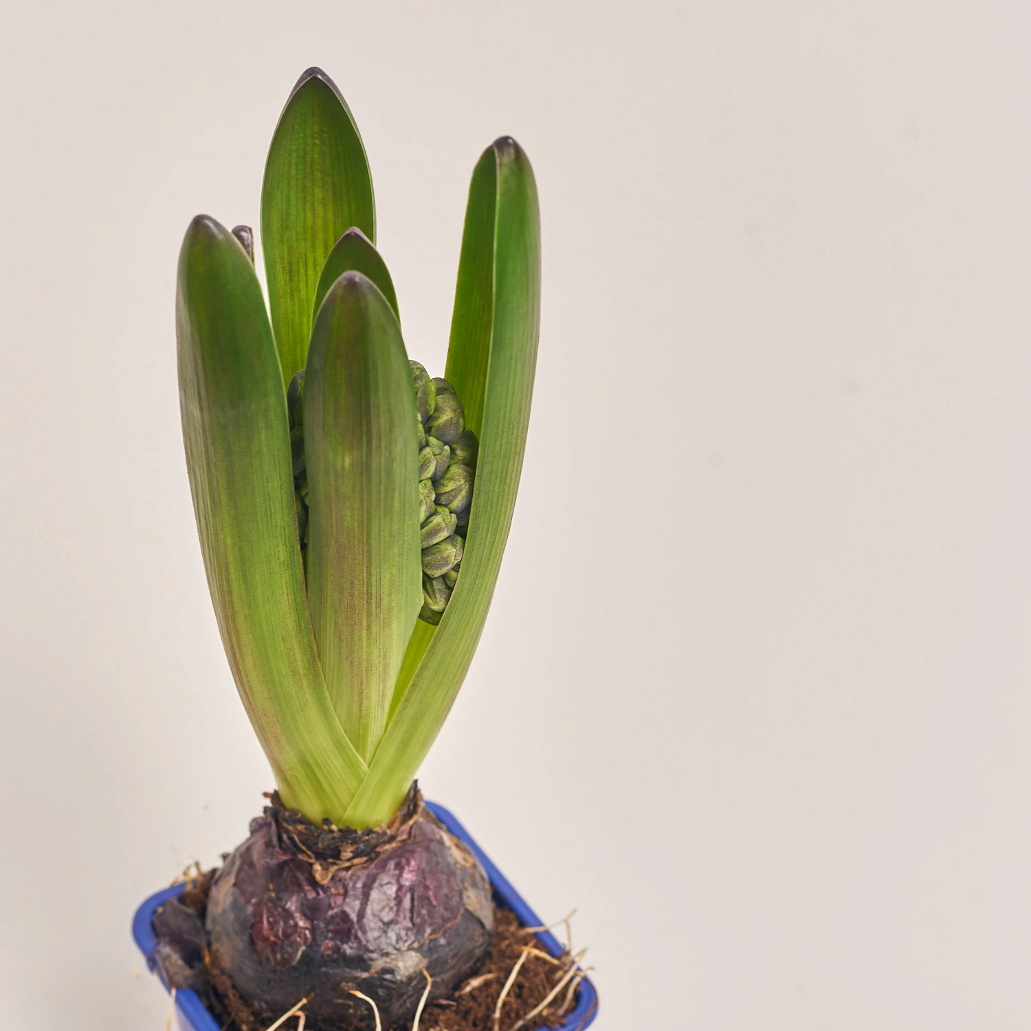 Зображення товару Гіацинт мікс, артикул: 23749