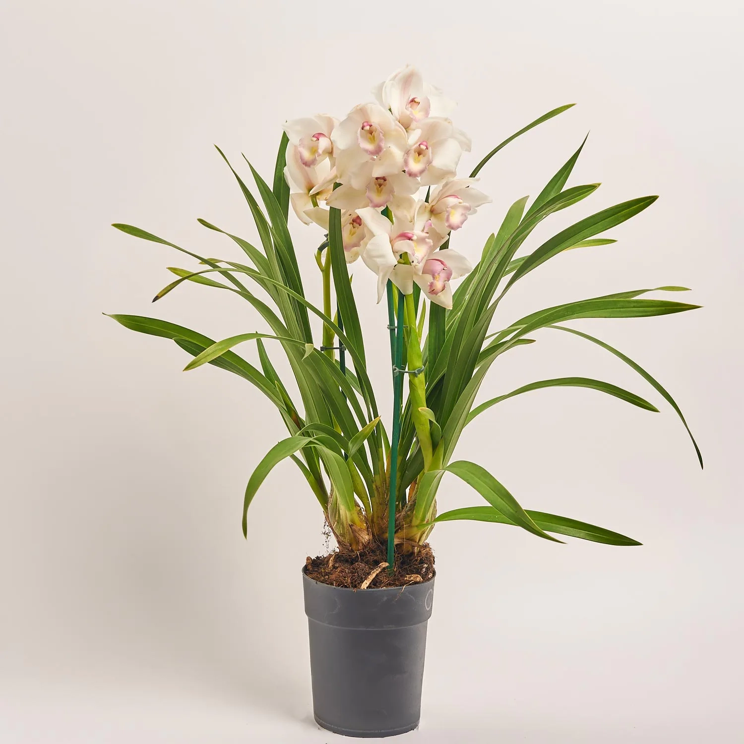 Зображення товару Цимбідіум мікс 3ст., артикул: 55538