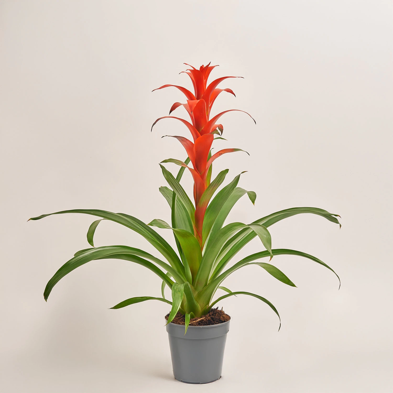 Гузманія Аллура, артикул: 5456 Зображення товару Гузманія Аллура, артикул: 5456