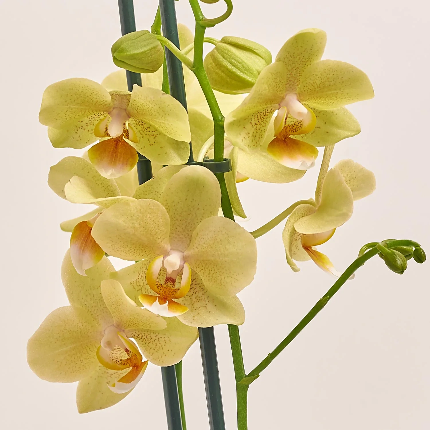 Фаленопсис мультифлора 2ст. мікс в кер., артикул: 53068 Зображення товару Фаленопсис мультифлора 2ст. мікс в кер., артикул: 53068