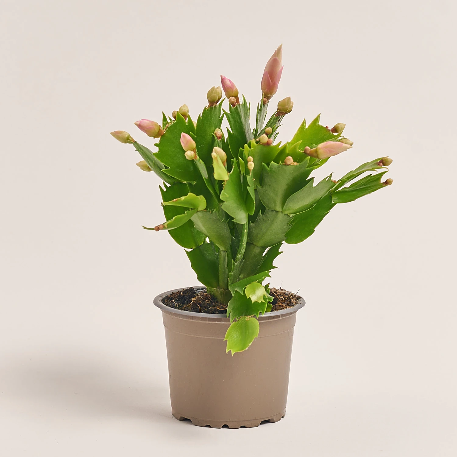 Зображення товару Шлюмбергера мікс, артикул: 25357