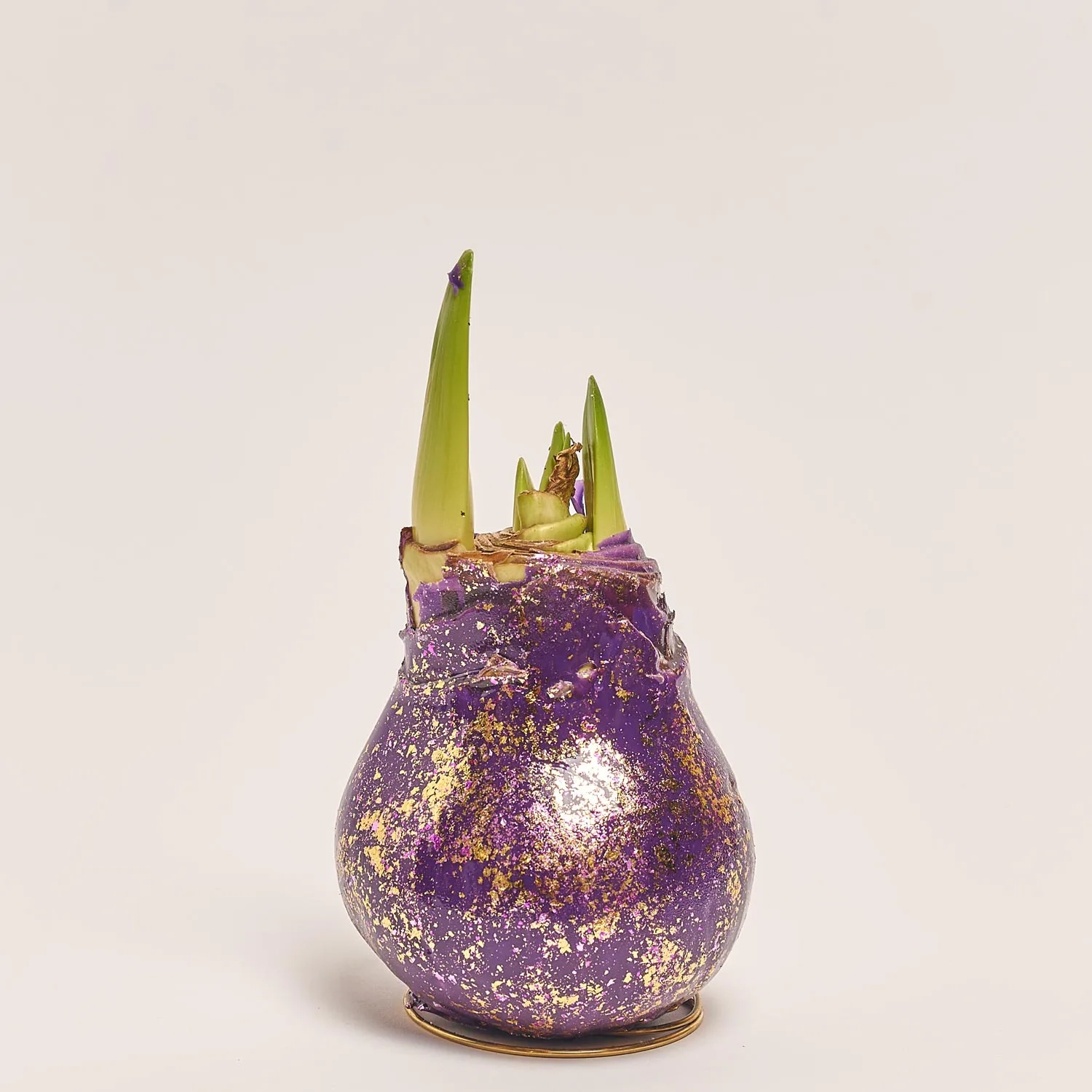 Зображення товару Амариліс "Галаксі Поларіс" у воску, артикул: 53631