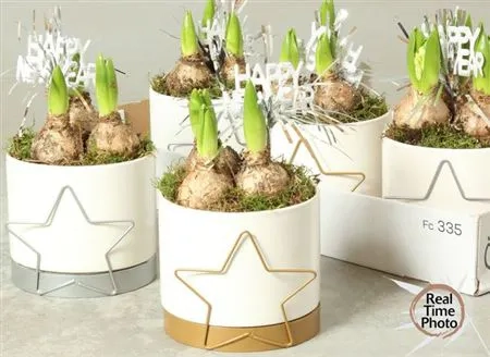 Зображення товару Композиція Гіацинт в кер. мікс, артикул: 54862