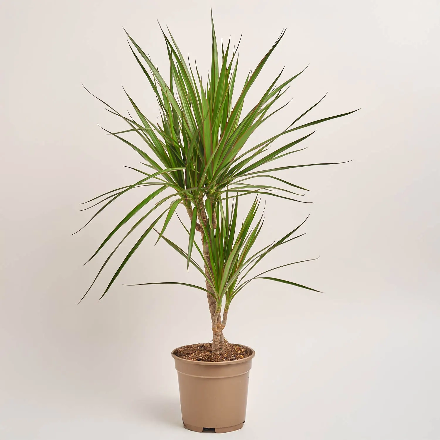 Зображення товару Драцена Маргіната 2ст., артикул: 17934