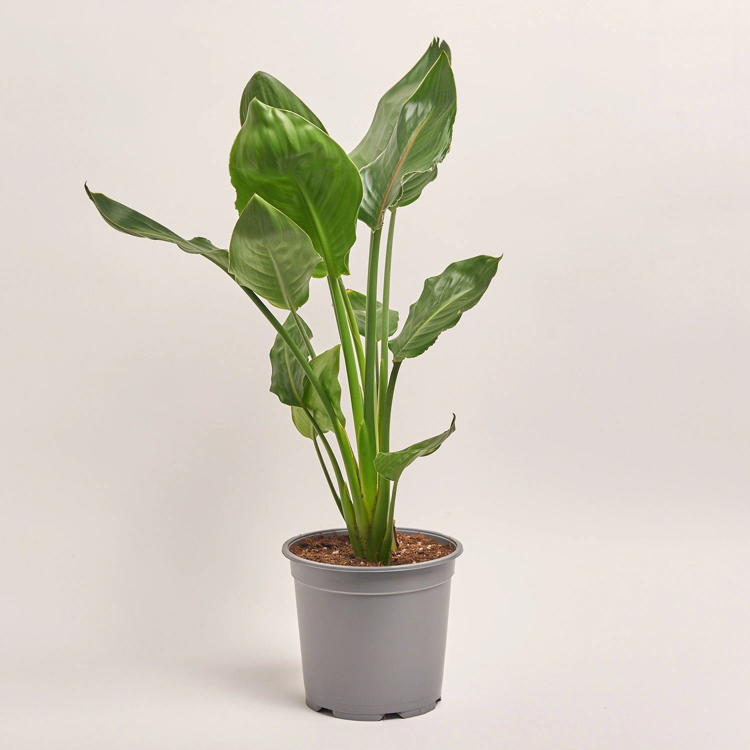 Стреліція Регіна d19 (65-70), артикул: 54937 Зображення товару Стреліція Регіна d19 (65-70), артикул: 54937