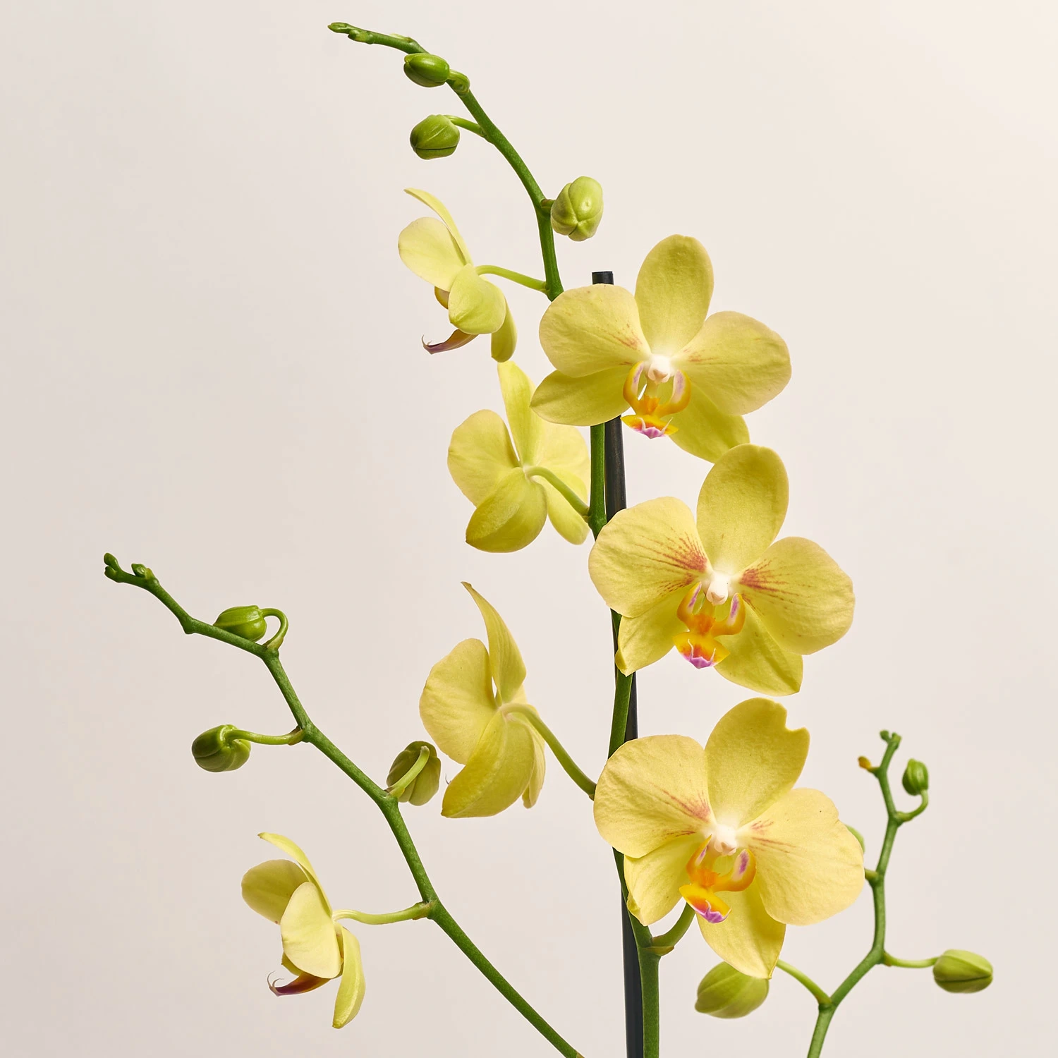 Фаленопсис 1ст. мікс, артикул: 18850 Зображення товару Фаленопсис 1ст. мікс, артикул: 18850