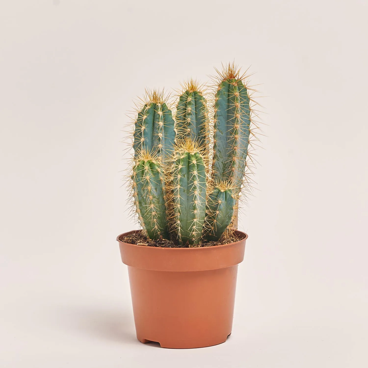 Зображення товару Кактус мікс, артикул: 25671