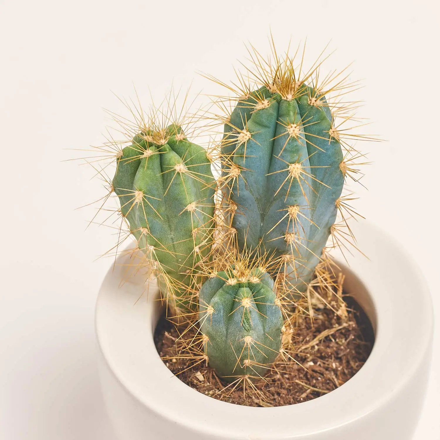 Зображення товару Кактус мікс в кер., артикул: 33834