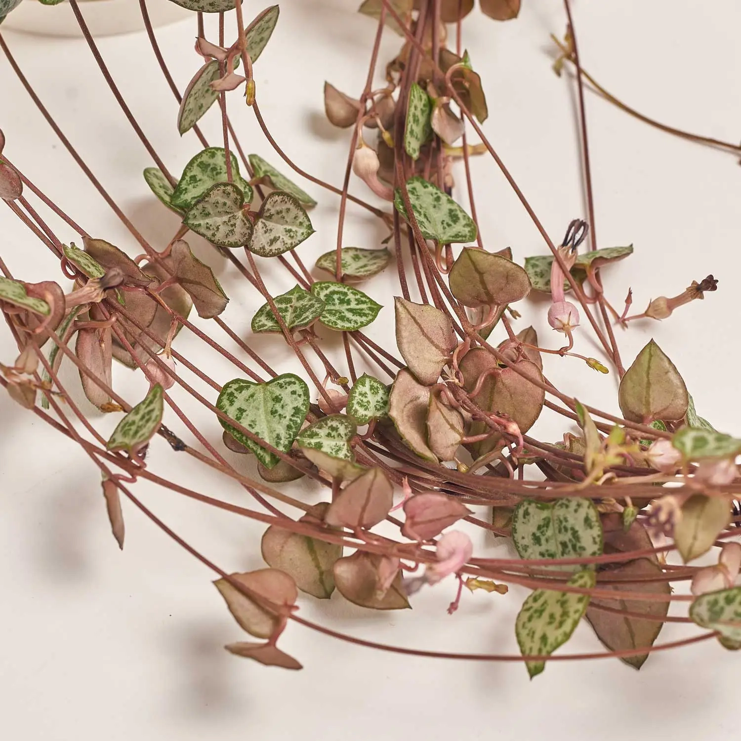 Зображення товару Церопегія Вуд Варієгатна, артикул: 52754