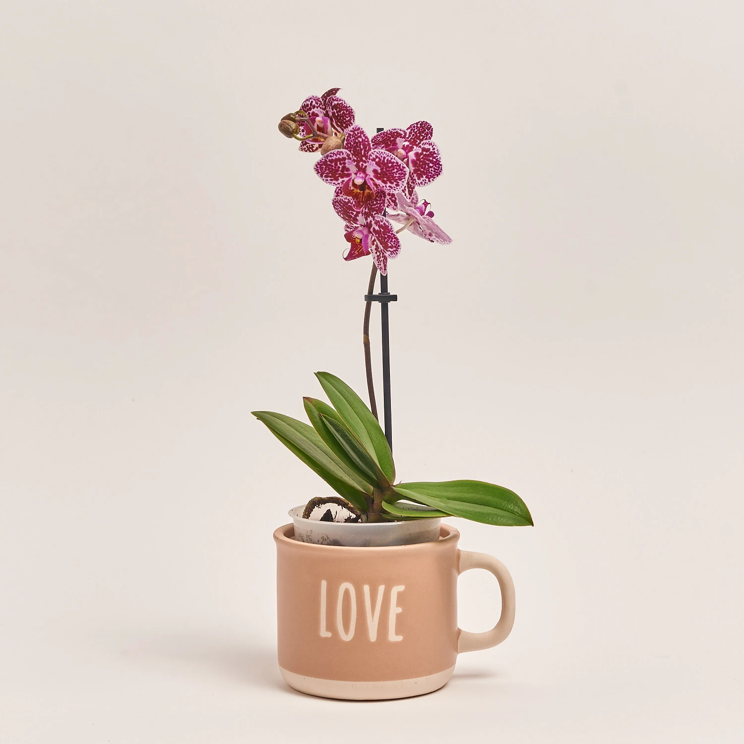 Зображення товару Фаленопсис міні 1ст. в кер., артикул: 50231