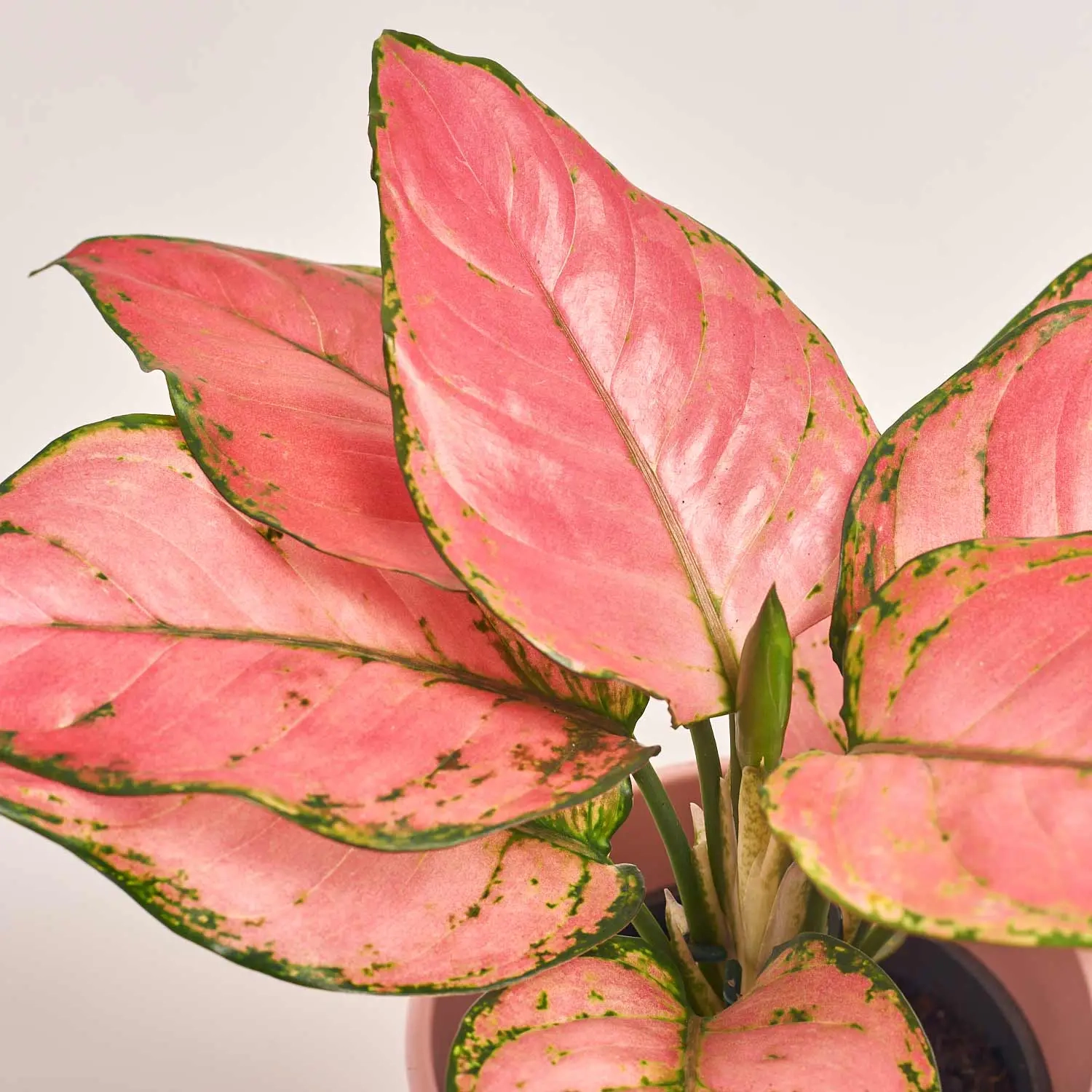 Аглаонема Ред Валентайн в кер., артикул: 55610 Зображення товару Аглаонема Ред Валентайн в кер., артикул: 55610